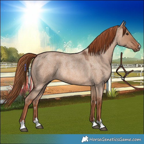 Horse Color:Red Dun Roan 