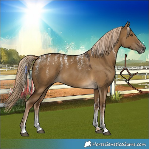 Horse Color:Powder White Gray Chocolate Palomino Dun 