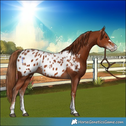 Horse Color:Powder White Chestnut Appaloosa 