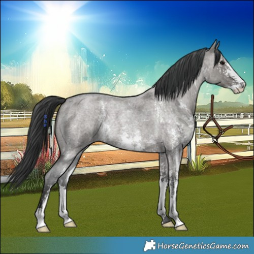 Horse Color:Grullo Roan Sabino Rabicano 