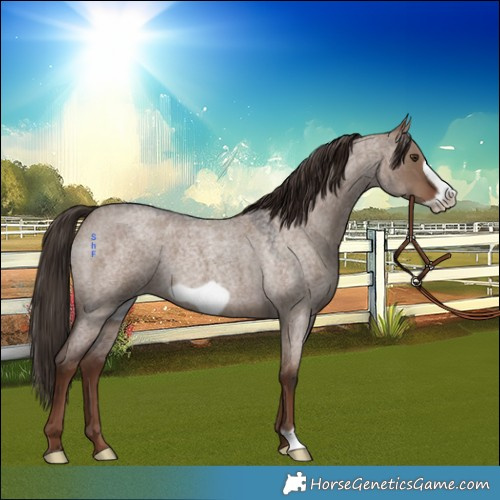 Horse Color:Liver Red Dun Roan Frame