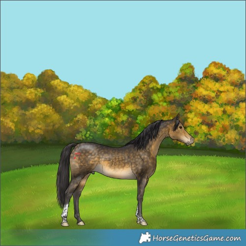 Horse Color:Buckskin Tobiano 