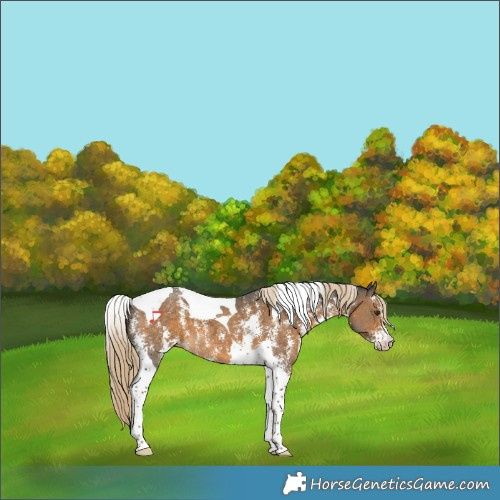 Horse Color:Chocolate Palomino Sabino Tobiano 