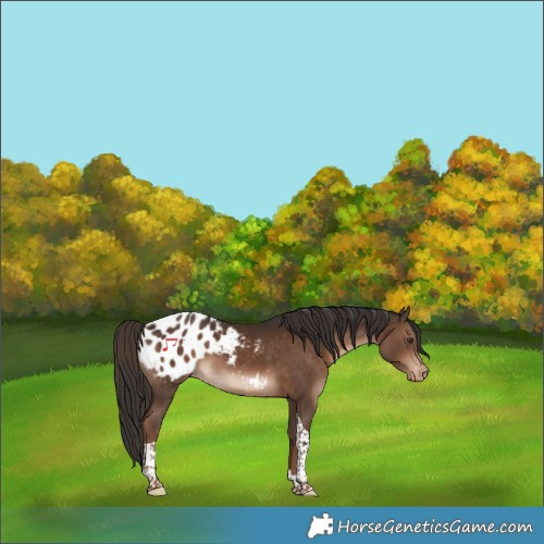 Horse Color:Liver Chestnut Tobiano Appaloosa