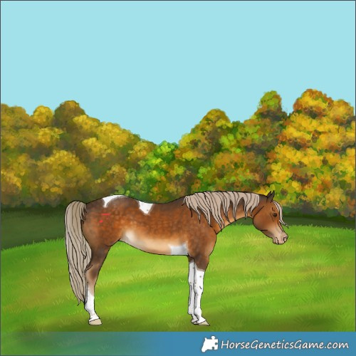 Horse Color:Chocolate Palomino Tobiano Varnish 