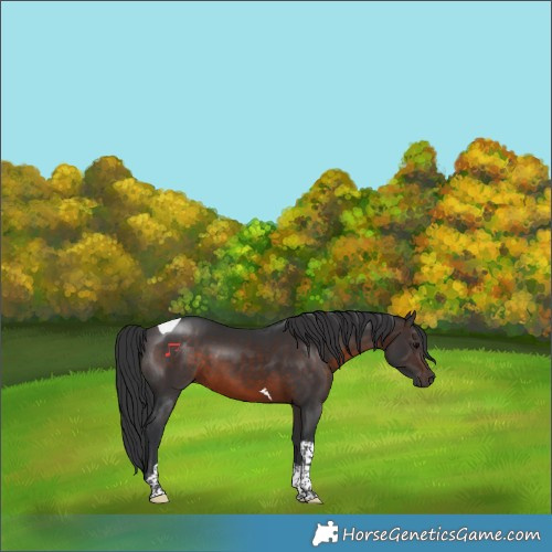Horse Color:Brown Tobiano 