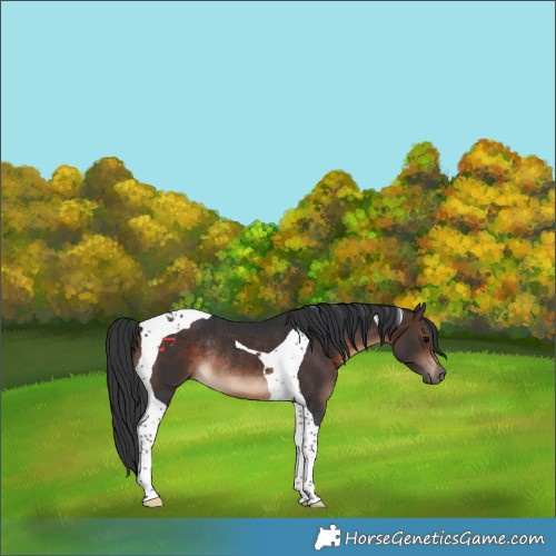 Horse Color:Bay Tobiano Rabicano 
