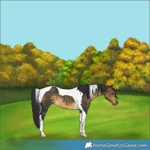 Horse Color:Buckskin Tobiano Rabicano 