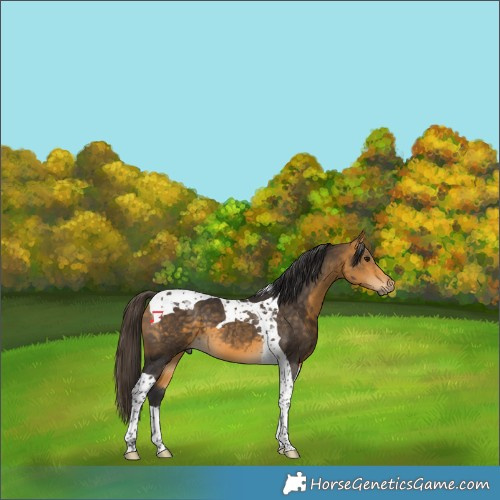 Horse Color:Buckskin Tobiano 