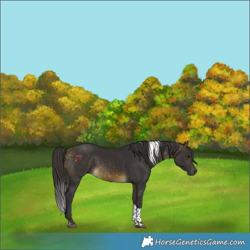 Horse Color:Buckskin Tobiano
