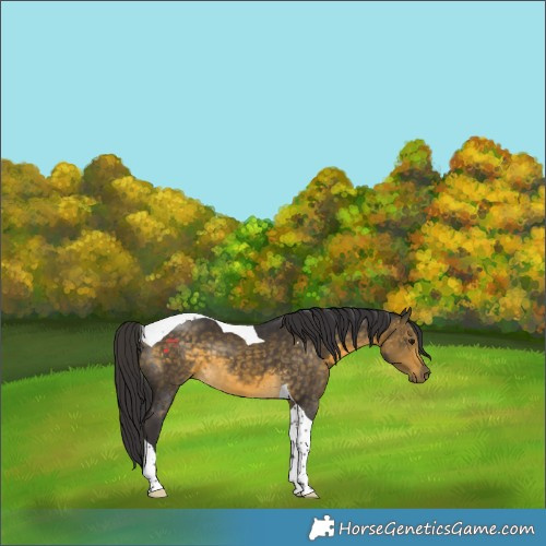 Horse Color:Buckskin Tobiano