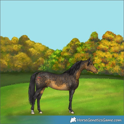 Horse Color:Buckskin 