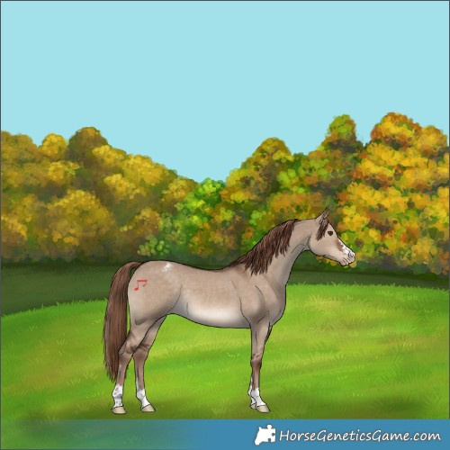 Horse Color:Liver Red Dun Appaloosa Rabicano 