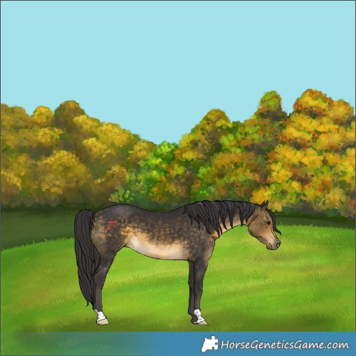 Horse Color:Buckskin 