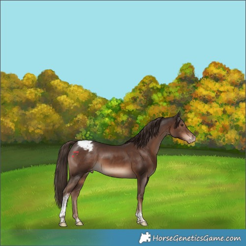 Horse Color:Liver Chestnut Tobiano Varnish