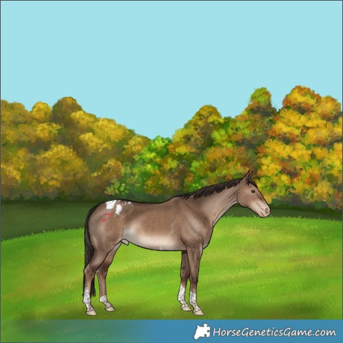 Horse Color:Liver Red Dun Tobiano Varnish Rabicano 
