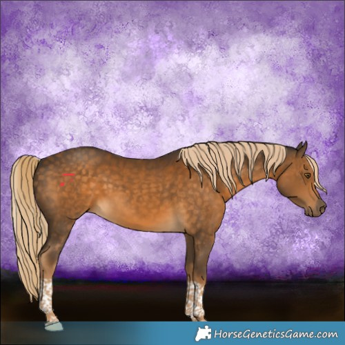 Horse Color:Chocolate Palomino Tobiano Rabicano