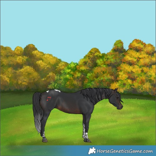 Horse Color:Brown Tobiano