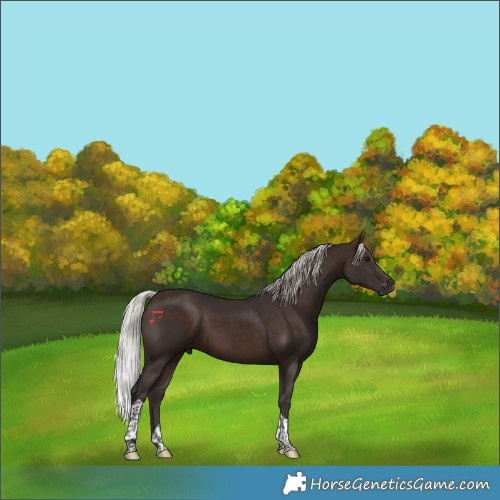 Horse Color:Silver Brown Tobiano