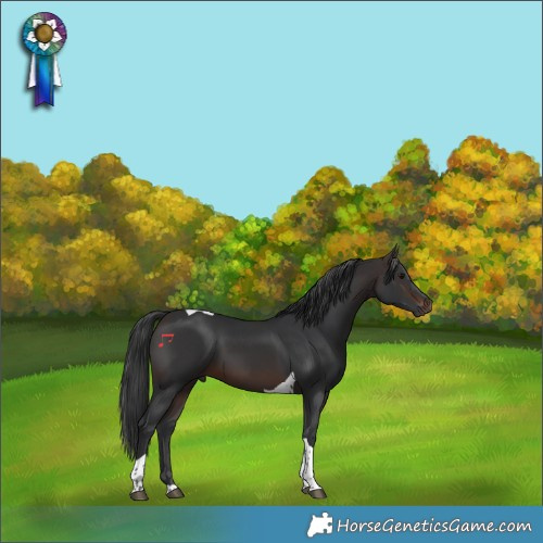 Horse Color:Brown Tobiano