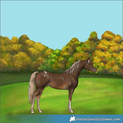 Horse Color:Chocolate Palomino Tobiano Appaloosa