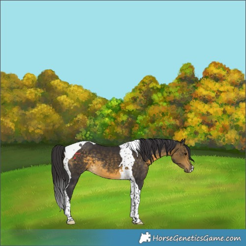 Horse Color:Buckskin Tobiano