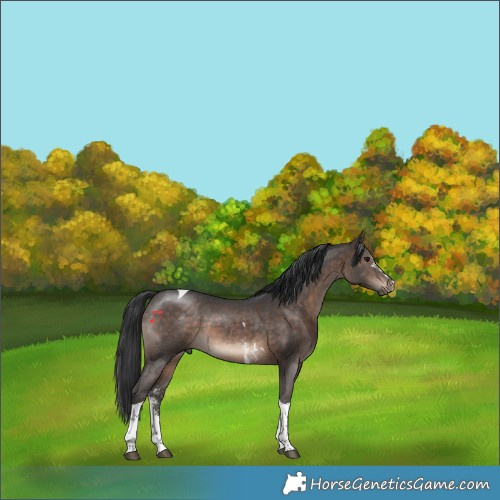 Horse Color:Brown Sabino Tobiano 