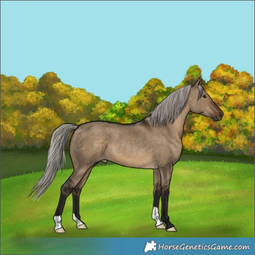 Horse Color:Gray Silver Brown Dun
