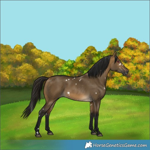 Horse Color:Gray White Spotted Buckskin Dun 