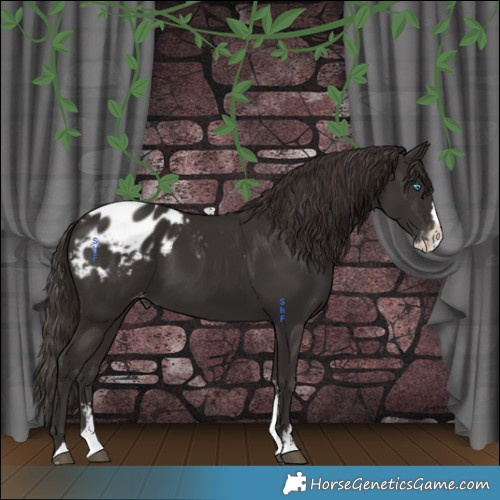 Horse Color:Liver Chestnut Sabino Splash Appaloosa 
