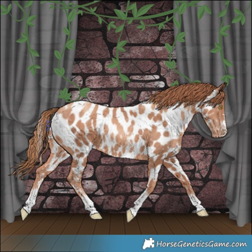 Horse Color:Gold Champagne Sabino Tobiano Near Leopard