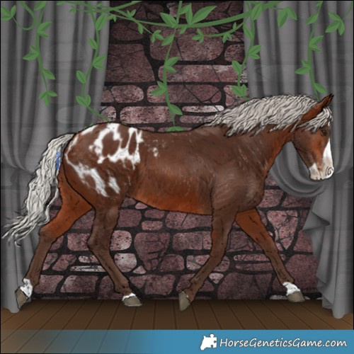 Horse Color:Silver Bay Splash Appaloosa