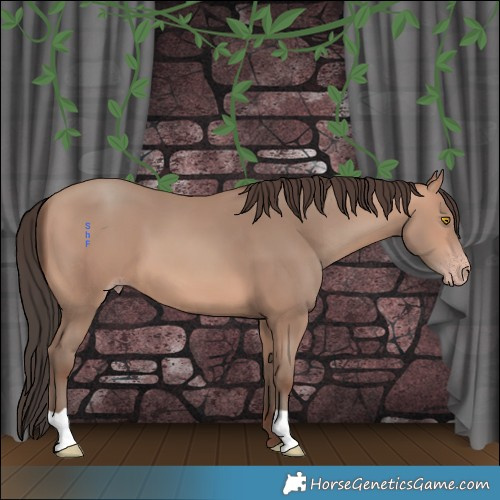 Horse Color:Amber Champagne