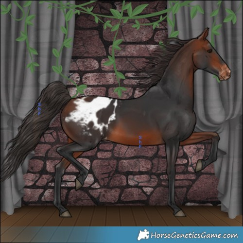 Horse Color:Bay Appaloosa