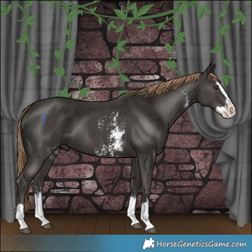 Horse Color:Liver Chestnut Sabino Splash 