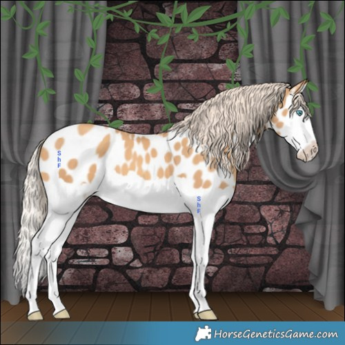 Horse Color:Gold Cream Champagne Splash Appaloosa 