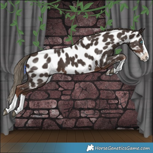 Horse Color:Liver Chestnut Sabino Splash Appaloosa 