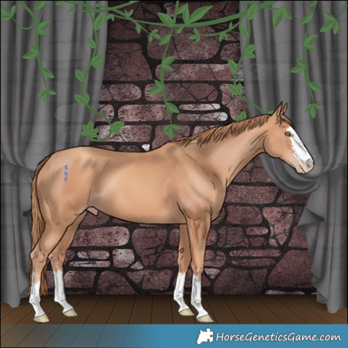 Horse Color:Gold Champagne 