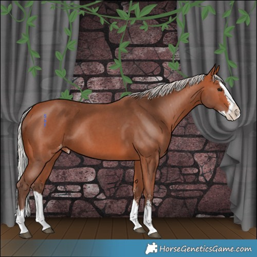 Horse Color:Silver Bay Sabino Splash Appaloosa 