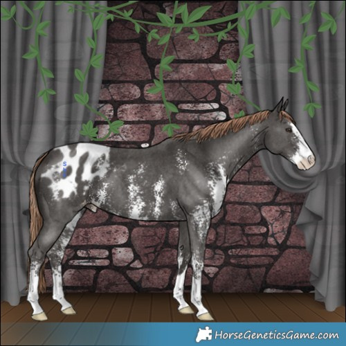 Horse Color:Liver Chestnut Sabino Appaloosa 