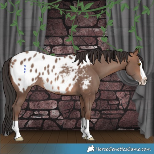 Horse Color:Sable Champagne Splash Appaloosa 