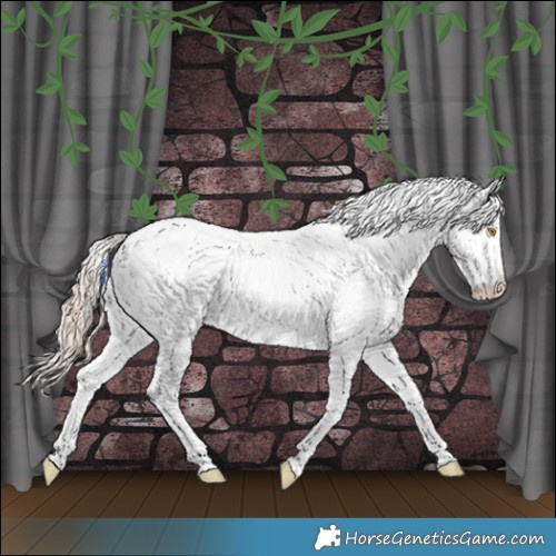 Horse Color:White Spotted Gold Champagne Appaloosa 