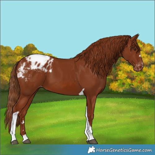 Horse Color:Chestnut Tobiano Blanket 