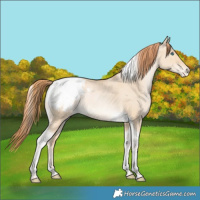 Horse Color:Buckskin Snowdrop Dun Tobiano Snowcap Rabicano 