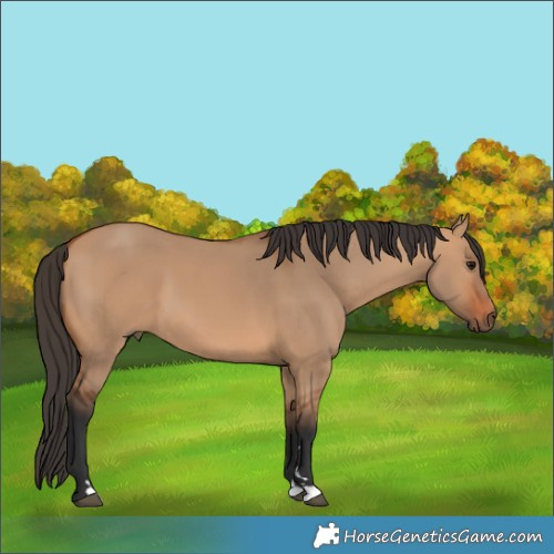 Horse Color:Bay Dun 