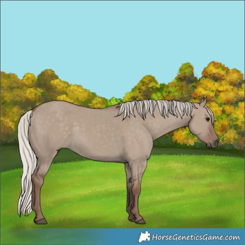 Horse Color:Silver Grullo 