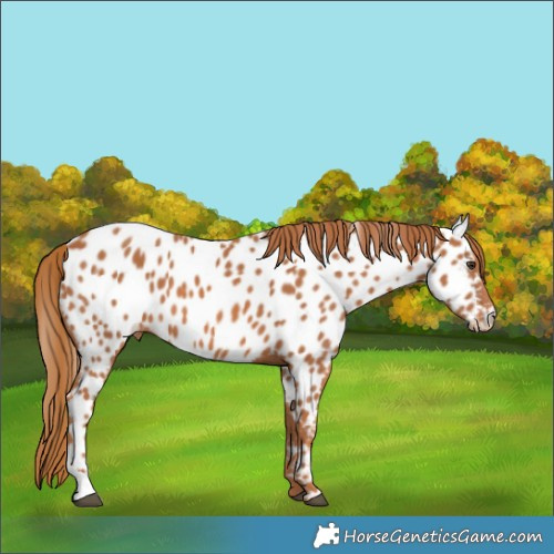 Horse Color:Chestnut Appaloosa 