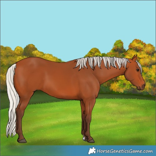 Horse Color:Silver Bay 