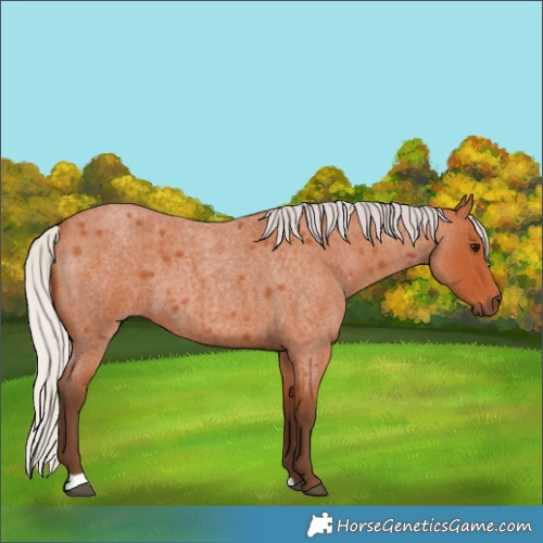 Horse Color:Silver Bay Roan 