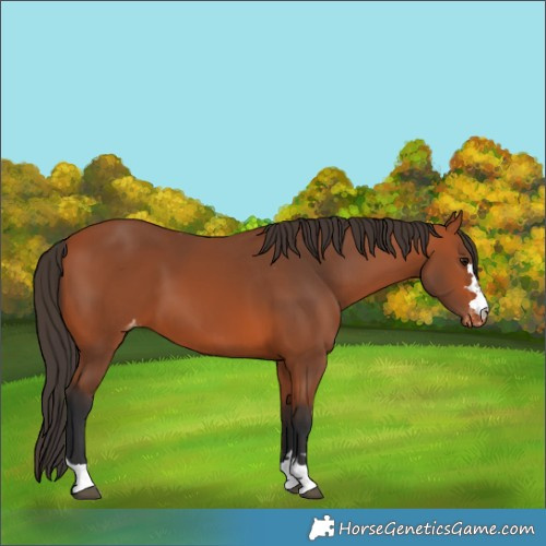Horse Color:Bay Varnish